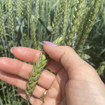 Продам Семена озимой пшеницы мягкой