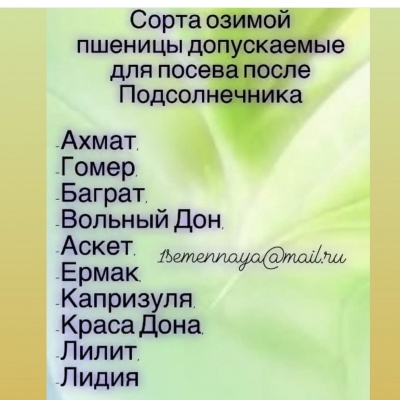 Продам НОВИНКИ Семян озимой пшеницы Копье (двуручка), Аксай, Даша, Раздолье.