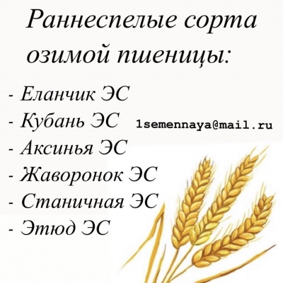 Продам Семена  озимой пшеницы Школа