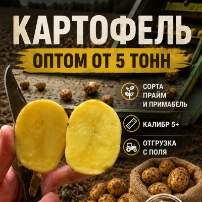 Продам Картофель оптом - сорта прайм и примабель