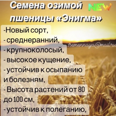 Продам НОВИНКИ  2026 Семян озимой пшеницы Цаца, Парсек, Нил, Милаша.