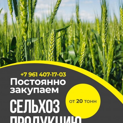 Куплю Закупаем сельхозпродукцию: зерно, пшеницу, подсолнечник