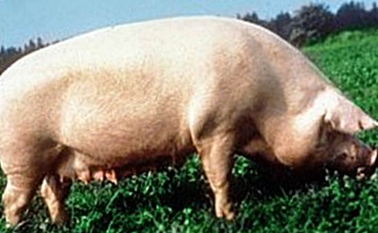 Брейтовская порода свиней фото