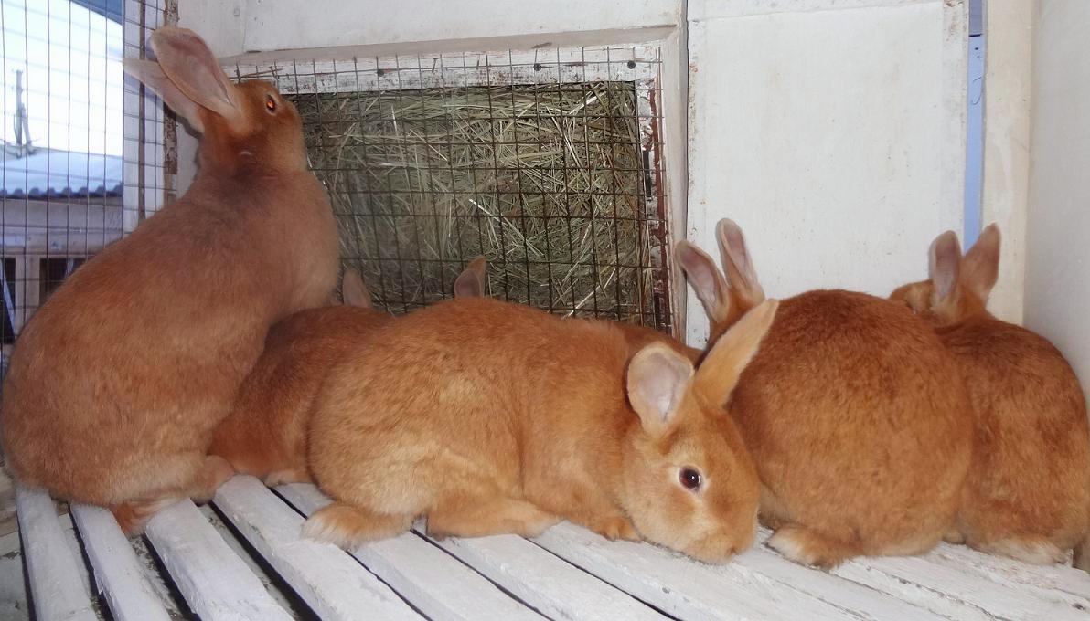 бургундские кролики