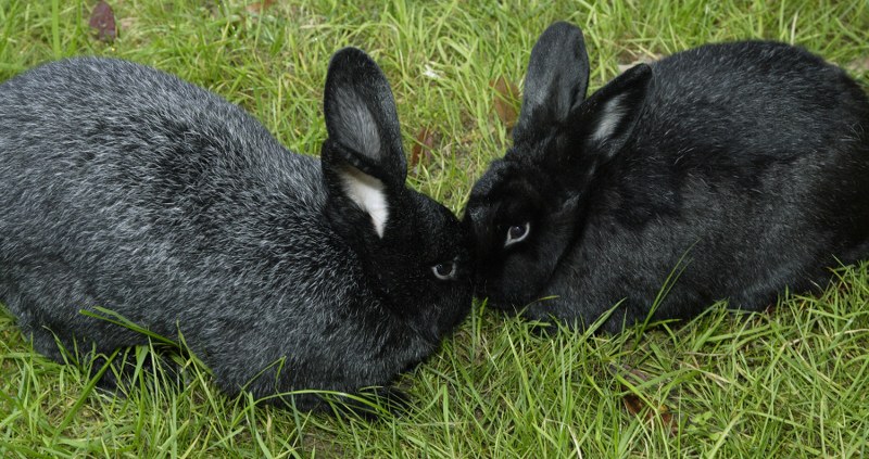 черно-бурый кролик