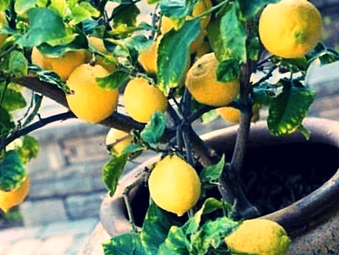 Дерево лимона в горшке в домашних условиях фото