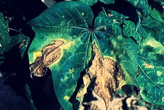 Фузариозное увядание листьев баклажанов фото