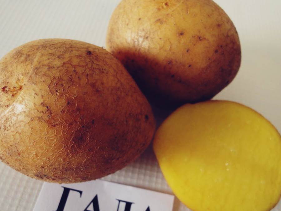 Гала картофель купить описание сорта. Сорт картофеля Гала. Сорт Гала. Элита сорт Гала. Картошка желтая Гала.