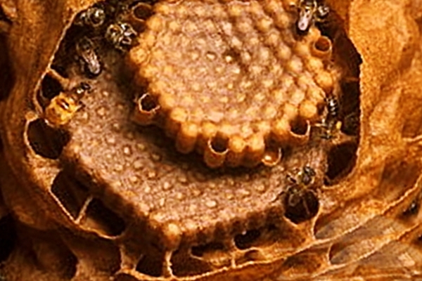 Гнездо пчел мелипонов