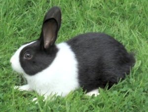 кролик голландский фото