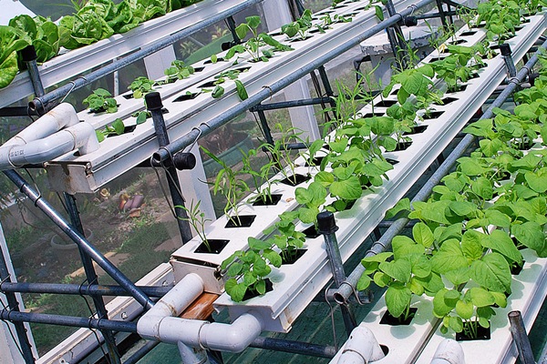 Гидропоника - метод выращивания растений