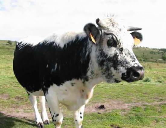 истобенская порода коров