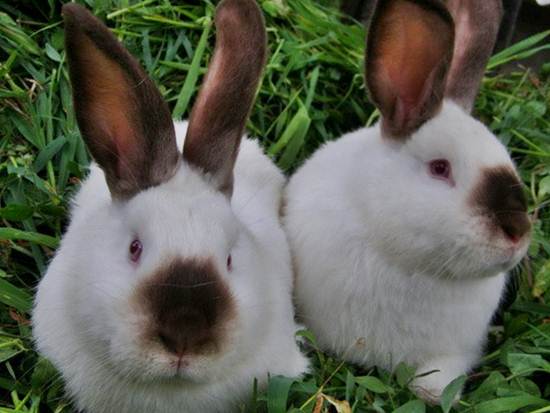 Калифорнийские кролики фото
