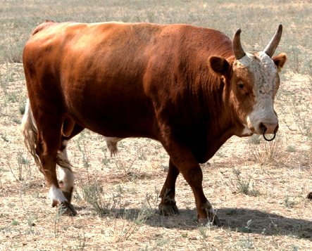 калмыцкая порода коров