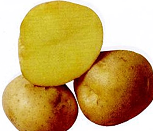 Сорт картофеля Каприз