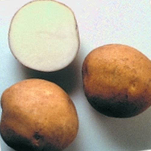 Сорт картофеля Лазурит