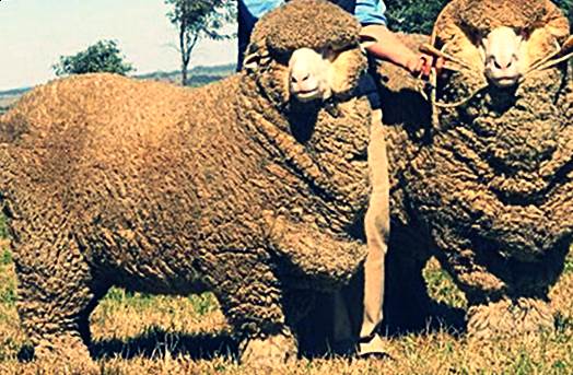 Породы овец фото - Казахская Тонкорунная