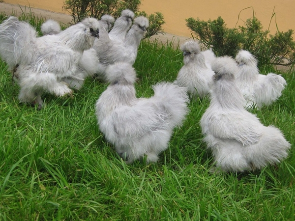 Китайская шелковая порода кур