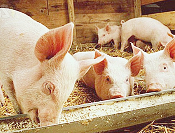 Качественный комбикорм - залог здоровья свинок