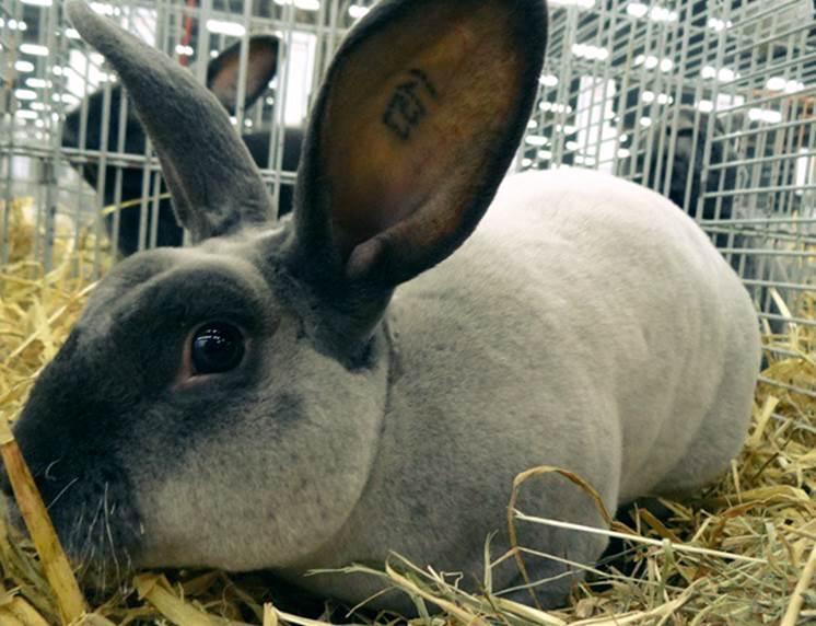 Порода кроликов Рекс фото