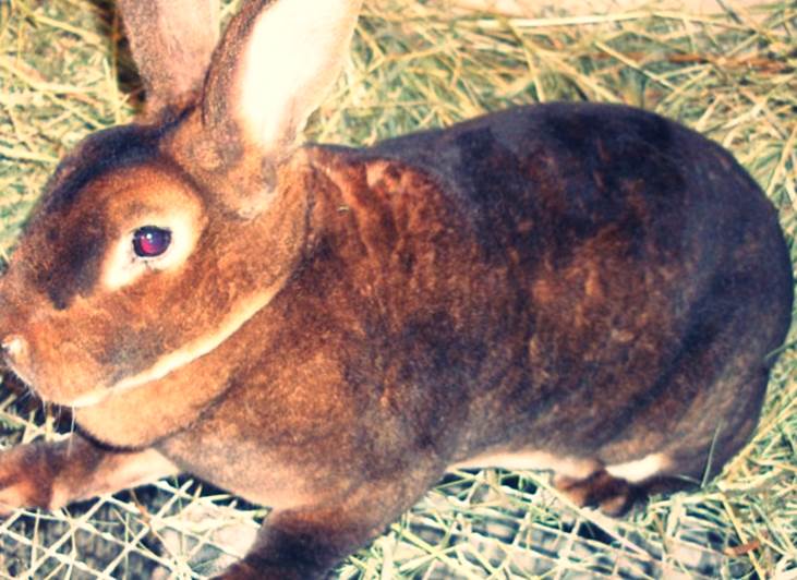 Кролики породы Рекс фото