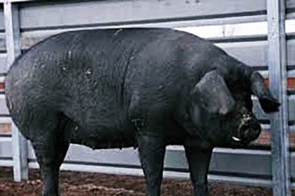 Крупная черная порода свиней фото