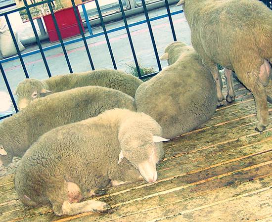 Куйбышевская порода овец - фото