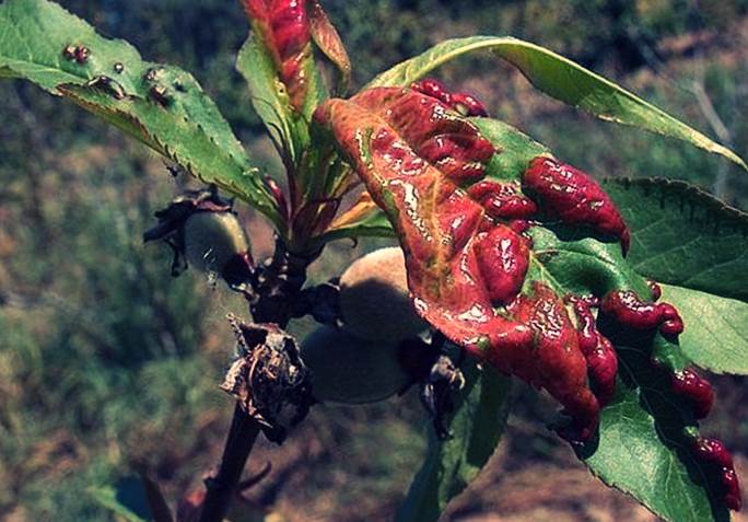 Болезнь курчавость листьев персика фото