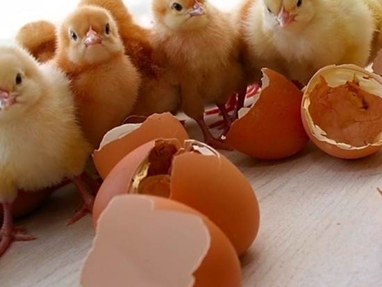 Лупка яиц