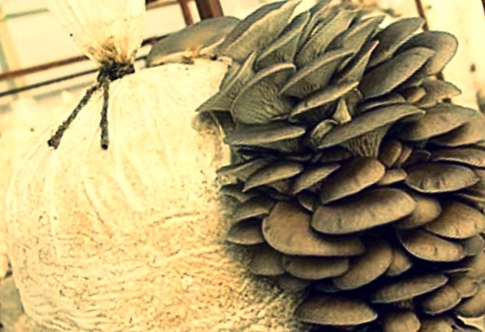Мицелий с грибами фото