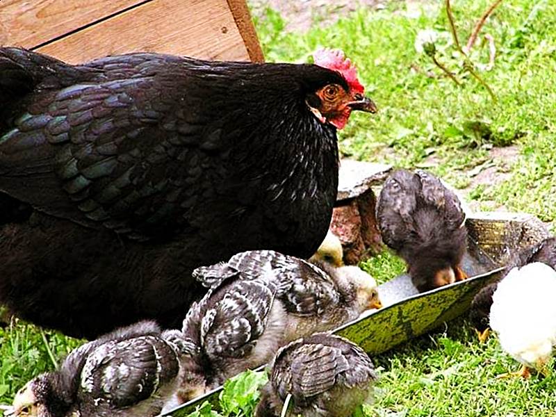 Московская черная курица с цыплятами