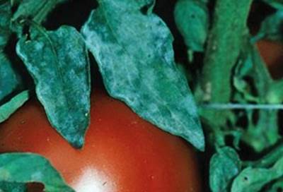 Болезни помидоров - фото - мучнистая роса