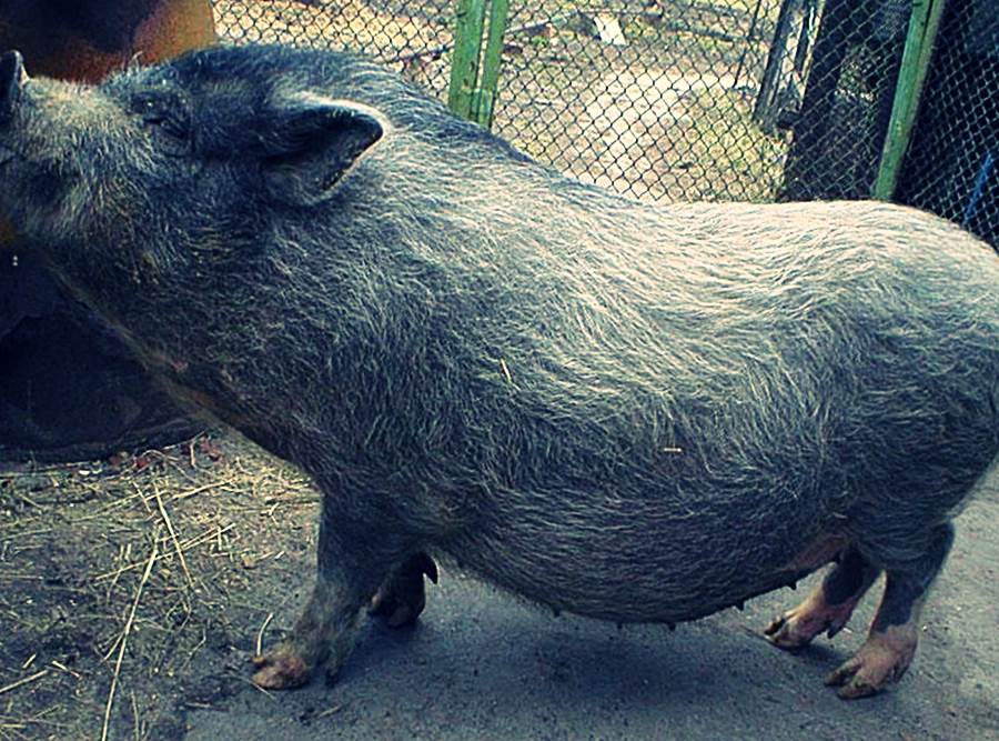 Муромская порода свиней фото