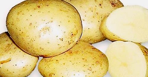 сорт картофеля Невский