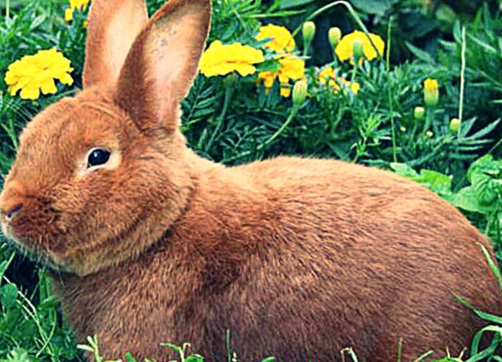 Новозеландский красный кролик фото