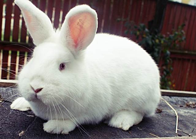 Новозеландский белый кролик фото