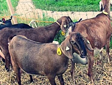 Нубийская порода коз фото
