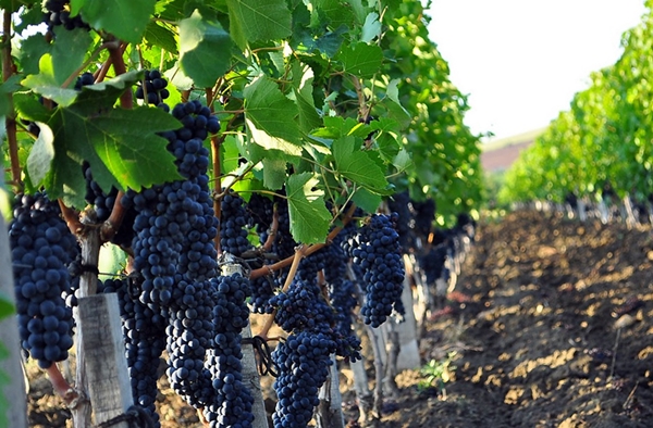 Органическое выращивание винограда
