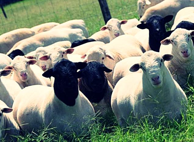 Стадо овец породы Дорпер фото