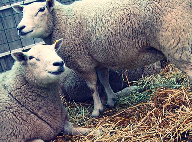 Породы овец фото - Тексель