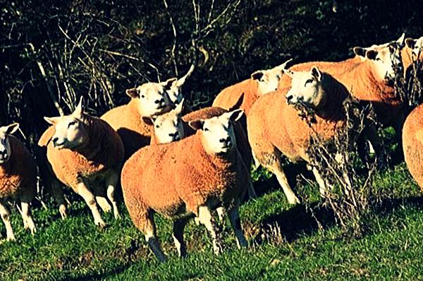 Овцы породы Тексель фото