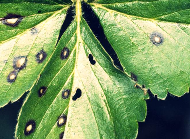 Болезни клубники фото - Пятнистость листьев