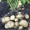 Выращивание картофеля в Норвегии