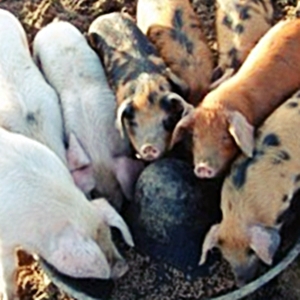 Правильный рацион для кормления свиней