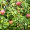 Технология яблоневого сада