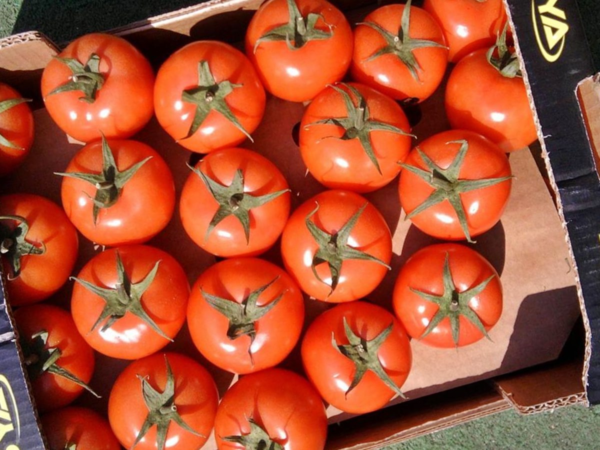 Россия не может отказаться от импорта томатов из Турции