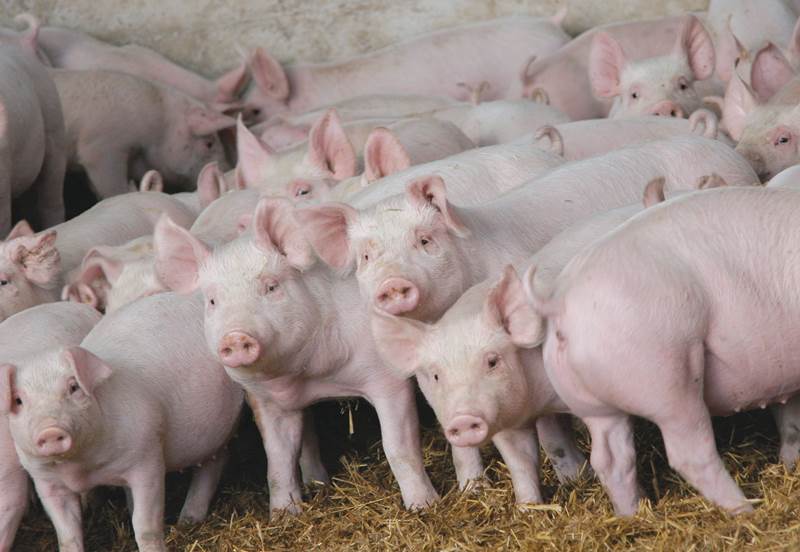58 миллионов голодных свиней спасают зерновой рынок Германии