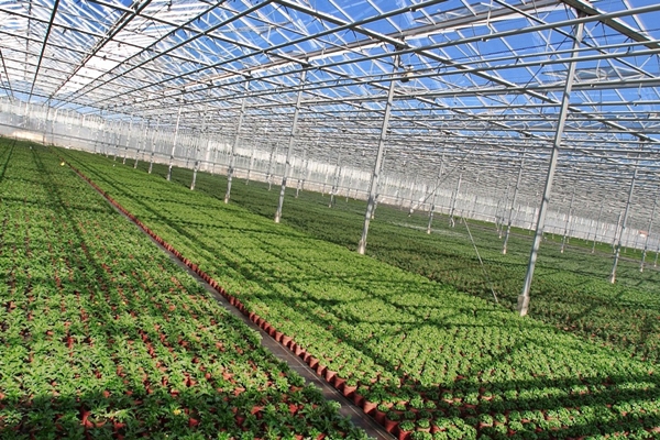 В Липецкой области начали строительство тепличного комплекса по выращиванию томатов