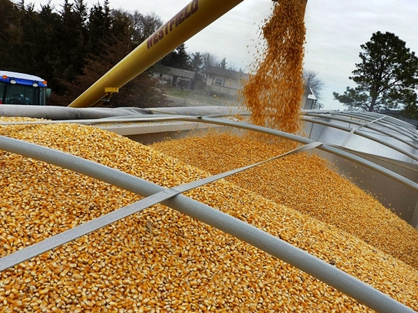 Экспорт зерновых на 8 августа превысил 5,6 млн тонн