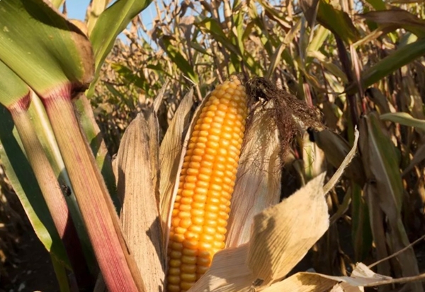 Урожай кукурузы упадет до уровня 2012 года?